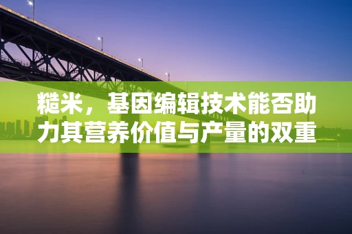 糙米，基因编辑技术能否助力其营养价值与产量的双重提升？