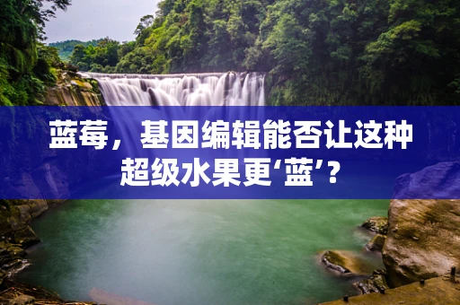 蓝莓，基因编辑能否让这种超级水果更‘蓝’？