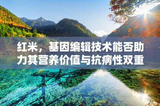 红米，基因编辑技术能否助力其营养价值与抗病性双重提升？
