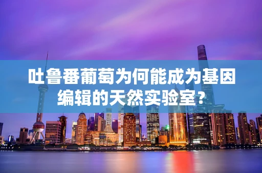 吐鲁番葡萄为何能成为基因编辑的天然实验室？