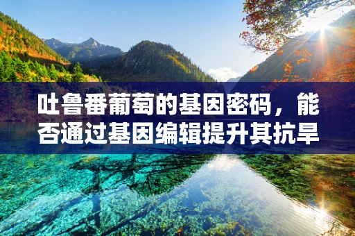 吐鲁番葡萄的基因密码，能否通过基因编辑提升其抗旱性？