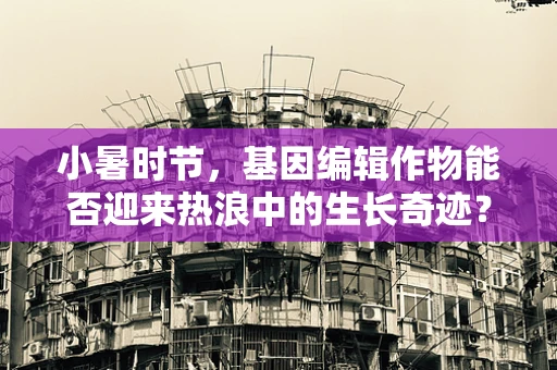 小暑时节，基因编辑作物能否迎来热浪中的生长奇迹？