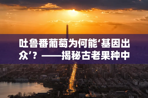 吐鲁番葡萄为何能‘基因出众’？——揭秘古老果种中的现代遗传学奥秘
