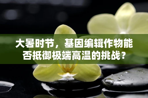 大暑时节，基因编辑作物能否抵御极端高温的挑战？