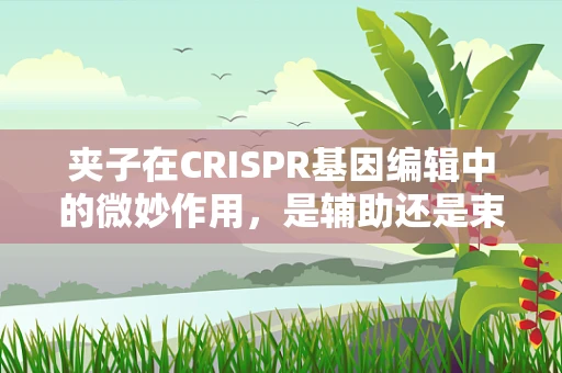 夹子在CRISPR基因编辑中的微妙作用，是辅助还是束缚？