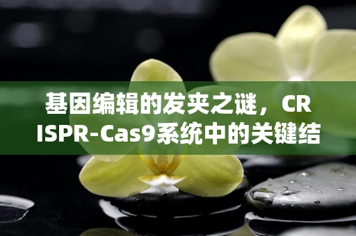 基因编辑的发夹之谜，CRISPR-Cas9系统中的关键结构与挑战